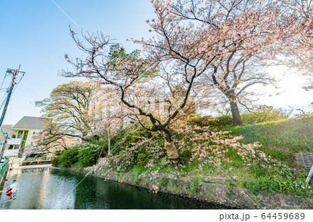 日本の春 高崎城址公園と桜の風景 64459689