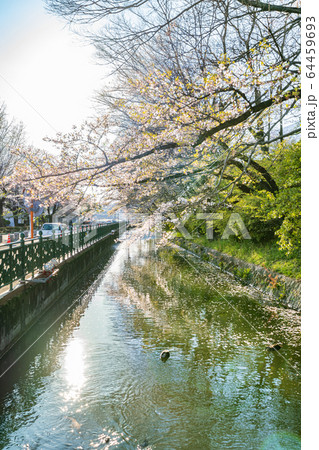 日本の春 高崎城址公園と桜の風景 64459693