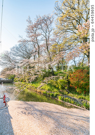 日本の春 高崎城址公園と桜の風景 日本の春 高崎城址公園と桜の風景 64459695