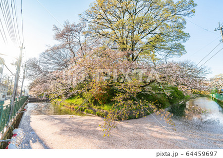 日本の春 高崎城址公園と桜の風景 64459697