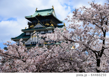 大阪城 西の丸庭園 桜 大阪城 西の丸庭園 桜 64460250