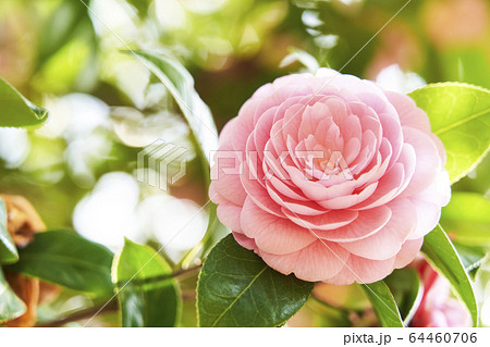 ピンクのツバキ 八重 の写真素材
