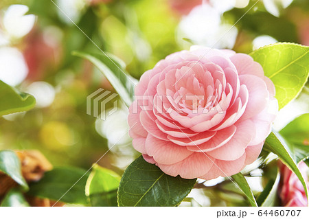 ピンクのツバキ（八重） 64460707