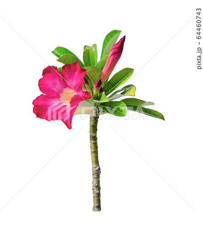Desert Rose Flower or Adenium Isolated on white 64460743