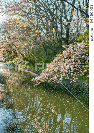 日本の春 高崎城址公園と桜の風景 日本の春 高崎城址公園と桜の風景 64460905