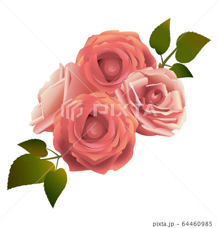 ピンクのバラの花の飾りのイラスト素材