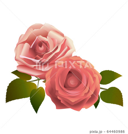 ピンクのバラの花のイラスト素材
