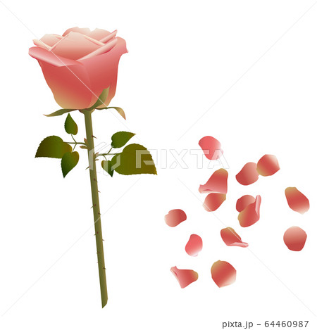 一輪のバラと花びらのイラスト素材