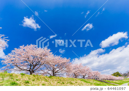 青空と一目千本桜 宮城県柴田町 青空と一目千本桜 宮城県柴田町 64461097