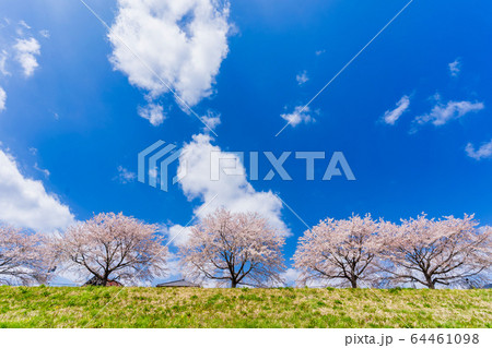 青空と一目千本桜 宮城県柴田町 青空と一目千本桜 宮城県柴田町 64461098
