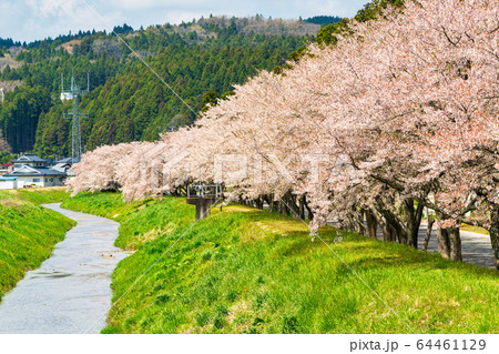 高倉川の桜　宮城県角田市 64461129