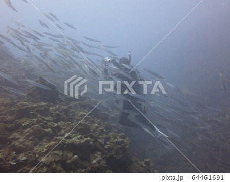 DIVING/ダイビング DIVING/ダイビング 64461691