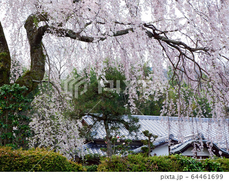 大津の桜　坂本の薬樹院 64461699