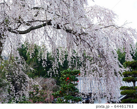 大津の桜　坂本の薬樹院 64461763