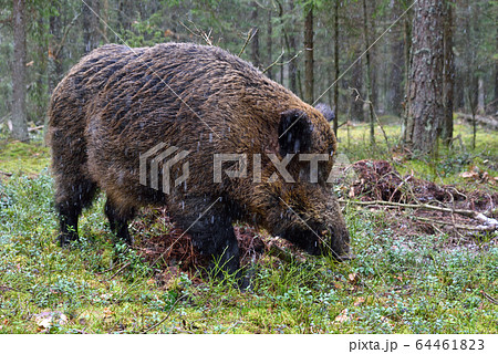 Wild boar Wild boar 64461823