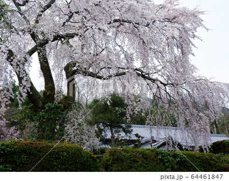 大津の桜　坂本の薬樹院 64461847