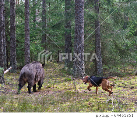 Hunting dog attack wild boar 64461851