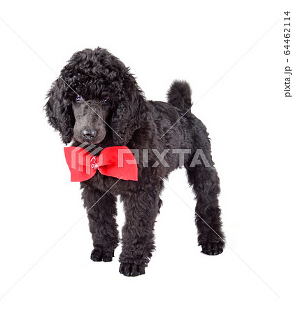 Two months old puppy of black poodle Two months old puppy of black poodle 64462114