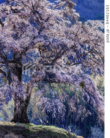 上発地のシダレザクラ 上発地のシダレザクラ 64462163