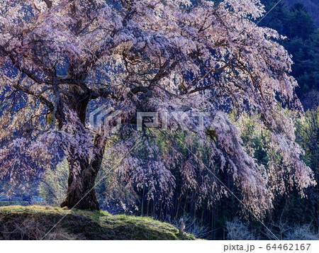 上発地のシダレザクラ 64462167