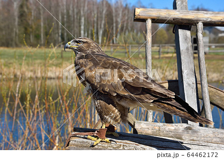 Red tailed hawk 64462172