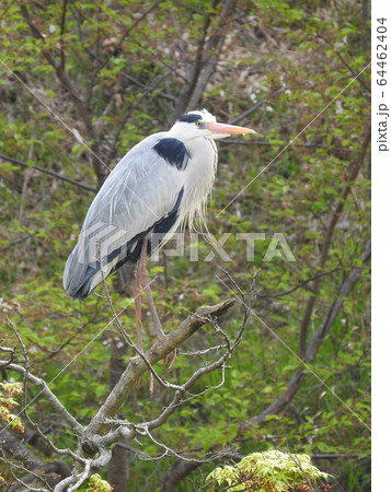 アオサギ アオサギ 64462404