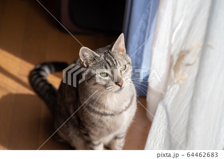 窓辺の猫 64462683