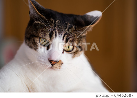 見つめる猫の写真素材 [64462687] - PIXTA