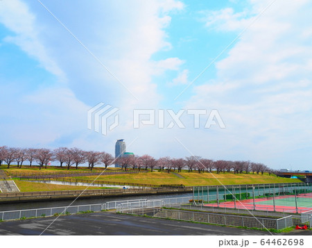 桜並木 桜並木 64462698