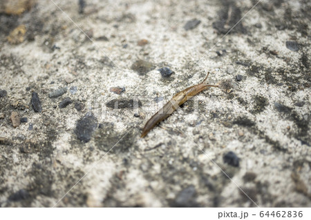カタツムリ 砂利 触手 64462836