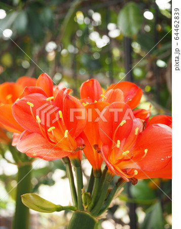 君子蘭 君子蘭 64462839