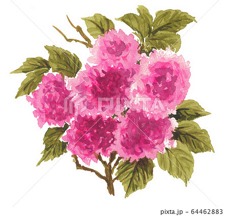 八重桜20417pix7 64462883