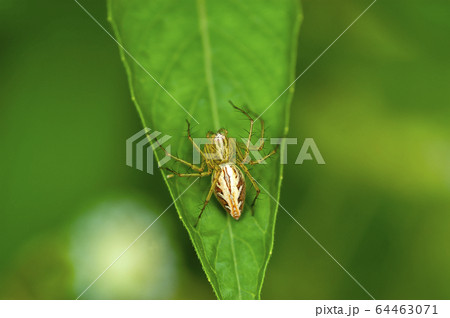 ササグモ 64463071