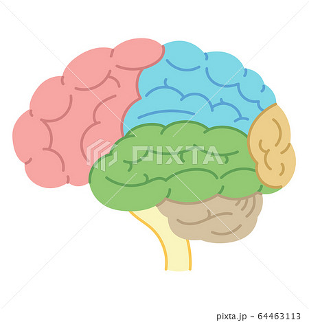 脳の図表・各部位の名称（説明図・医療・文字なし） 64463113