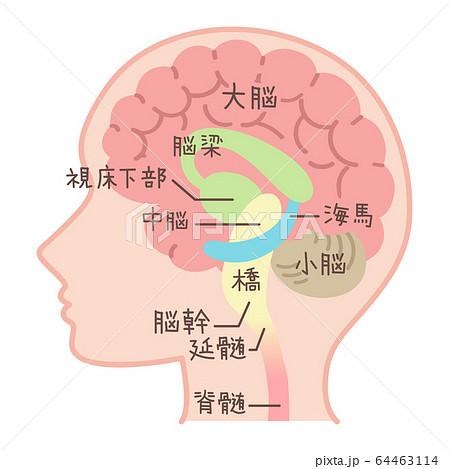 脳の図表（医療・説明図・脳のしくみ・文字入り） 64463114