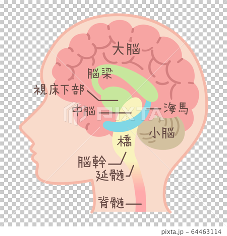 脳の図表 医療 説明図 脳のしくみ 文字入り のイラスト素材