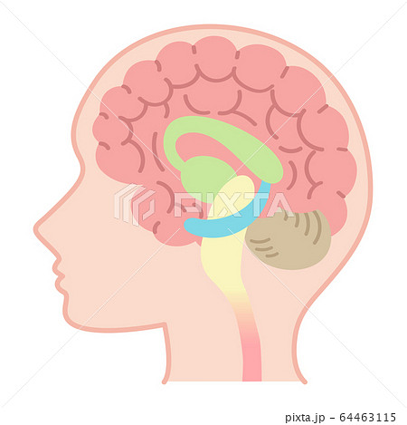 脳の図表（医療・説明図・脳のしくみ・文字なし） 64463115
