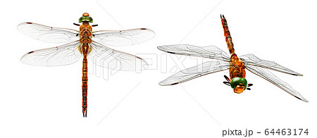 Stylized photo dragonfly from two angles  64463174