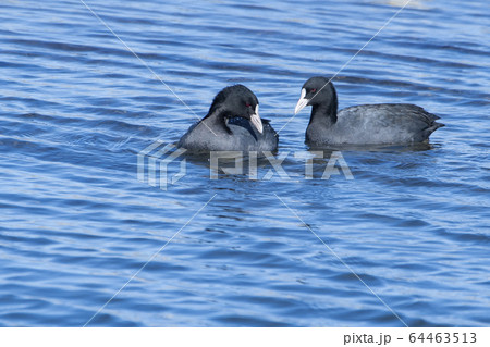 多摩川のオオバン 多摩川のオオバン 64463513