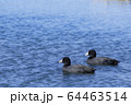 多摩川のオオバン 64463514