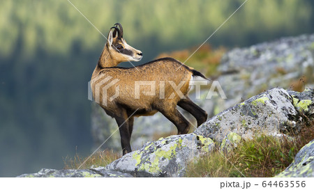 Alert tatra chamois standing on rocky horizon in mountains and looking behind Alert tatra chamois standing on rocky horizon in mountains and looking behind 64463556