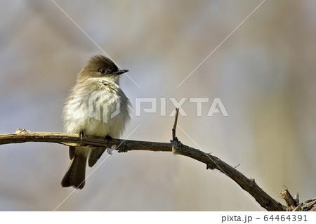 Eastern Phoebe, Sayornis phoebe, perched on branch Eastern Phoebe, Sayornis phoebe, perched on branch 64464391