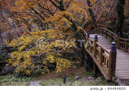 （静岡県）熱海梅園の紅葉　もみじまつり 64464600