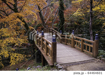 （静岡県）熱海梅園の紅葉　もみじまつり 64464601