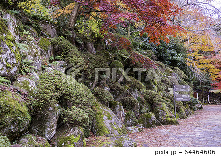 (静岡県)熱海梅園の紅葉 もみじまつり (静岡県)熱海梅園の紅葉 もみじまつり 64464606