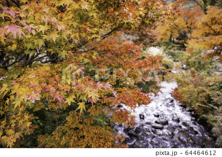(静岡県)熱海梅園の紅葉 もみじまつり (静岡県)熱海梅園の紅葉 もみじまつり 64464612