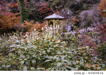 (静岡県)熱海梅園の紅葉 もみじまつり (静岡県)熱海梅園の紅葉 もみじまつり 64464616