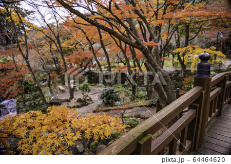 (静岡県)熱海梅園の紅葉 もみじまつり (静岡県)熱海梅園の紅葉 もみじまつり 64464620