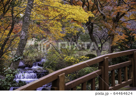 (静岡県)熱海梅園の紅葉 もみじまつり (静岡県)熱海梅園の紅葉 もみじまつり 64464624