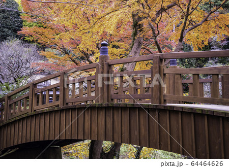 （静岡県）熱海梅園の紅葉　もみじまつり 64464626